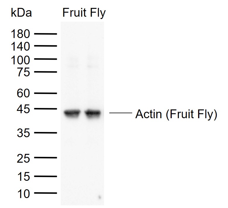 Beta Actin (Fruit Fly) Rabbit pAb, Loading Control (一抗) | Bioss