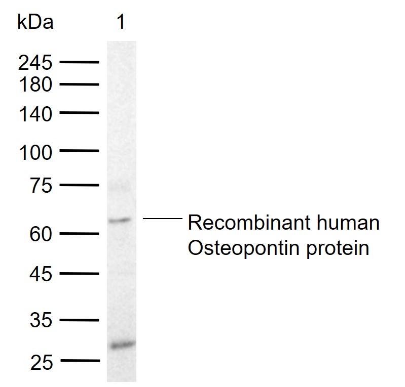 骨桥蛋白/分泌型磷蛋白1重组兔单抗