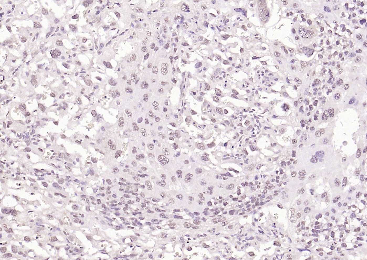 热休克因子1抗体-bs-3757R