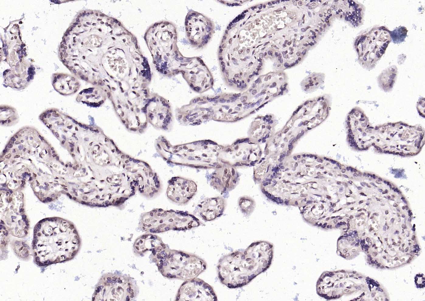 热休克因子1抗体-bs-3757R