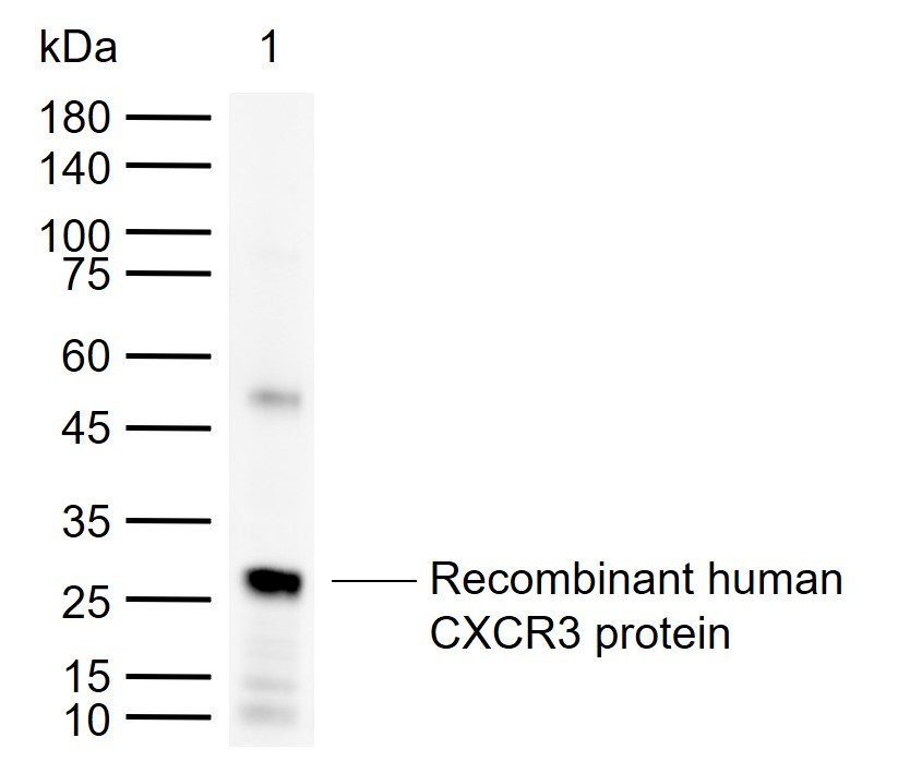 CXCR3 Rabbit pAb (一抗) - WB | Bioss