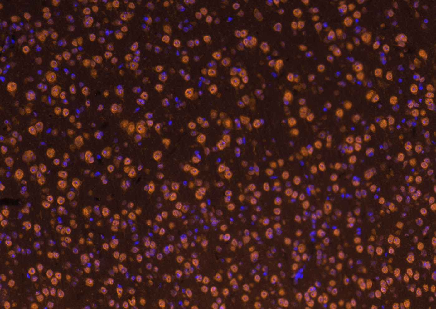 Cy3标记的羊抗兔IgG H&L