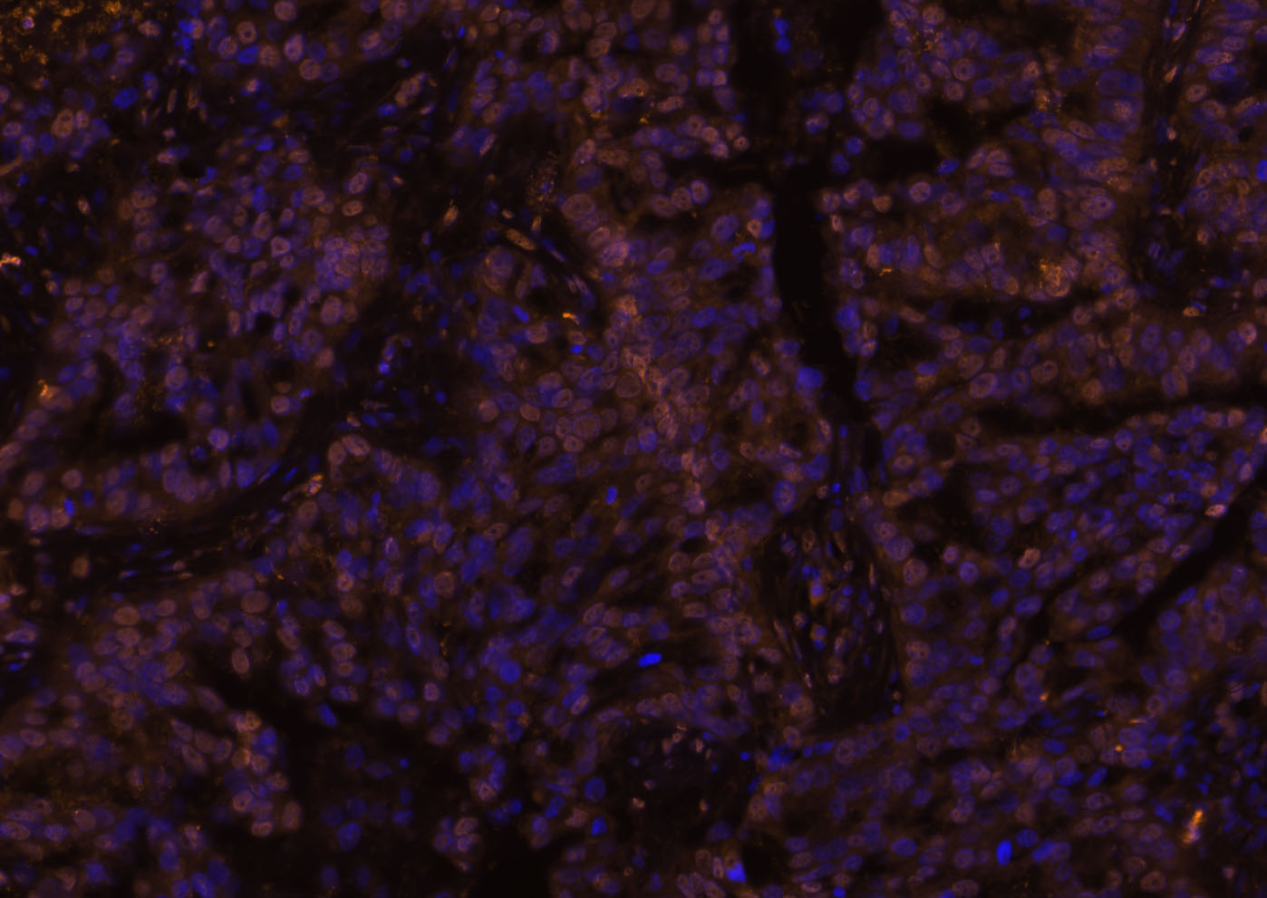 Cy3标记的羊抗兔IgG H&L
