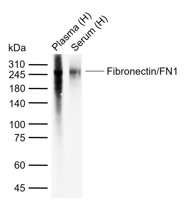 Fibronectin/FN1 Mouse mAb (一抗) - WB | Bioss