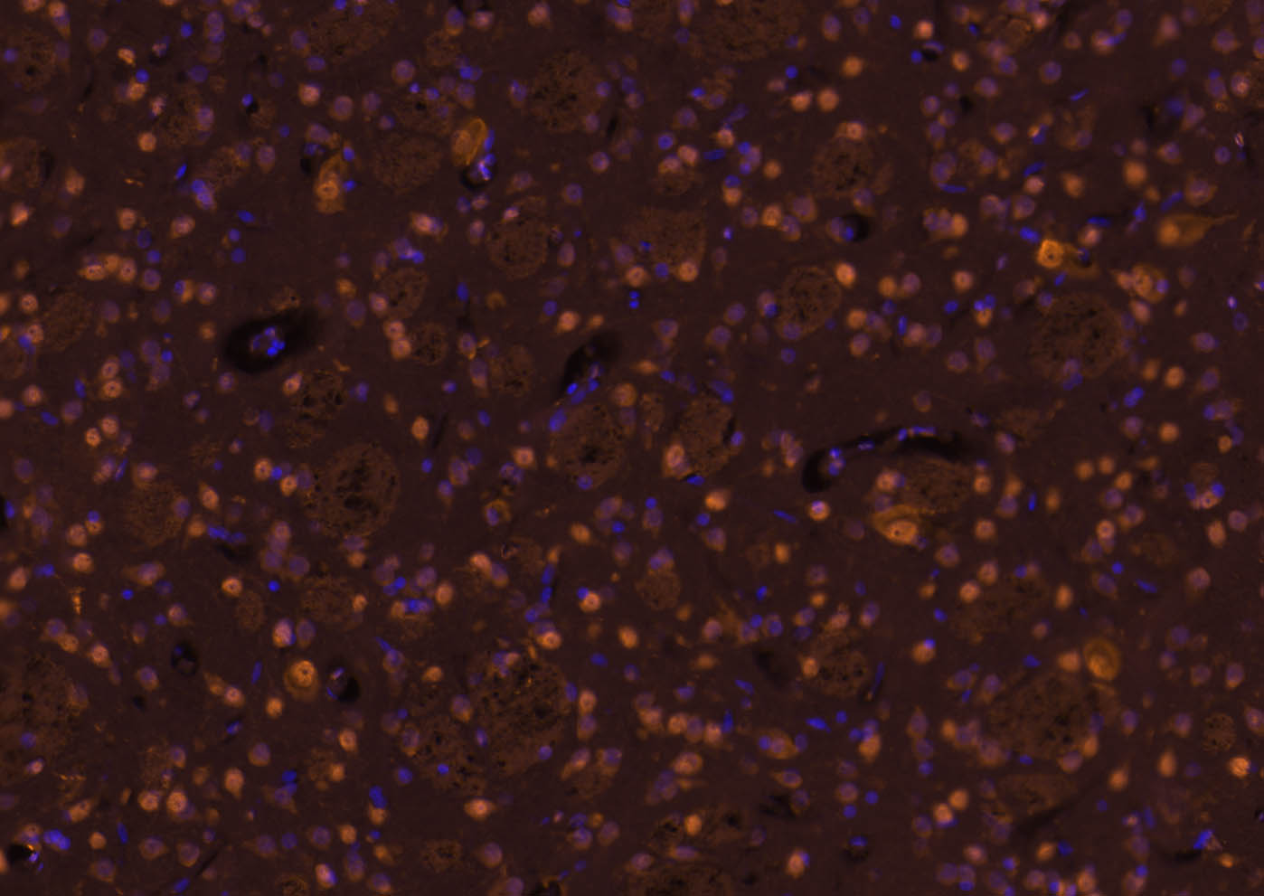 Cy3标记的羊抗兔IgG H&L