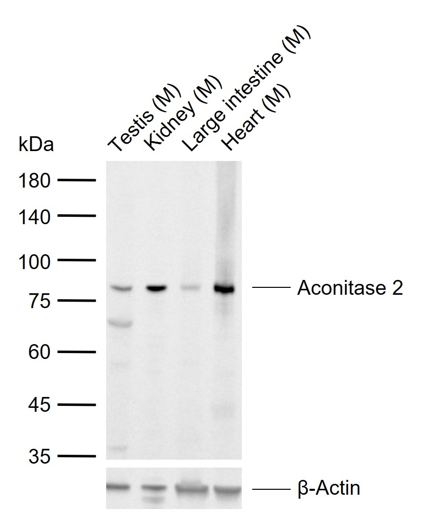 Aconitase 2 Rabbit pAb (一抗) | Bioss