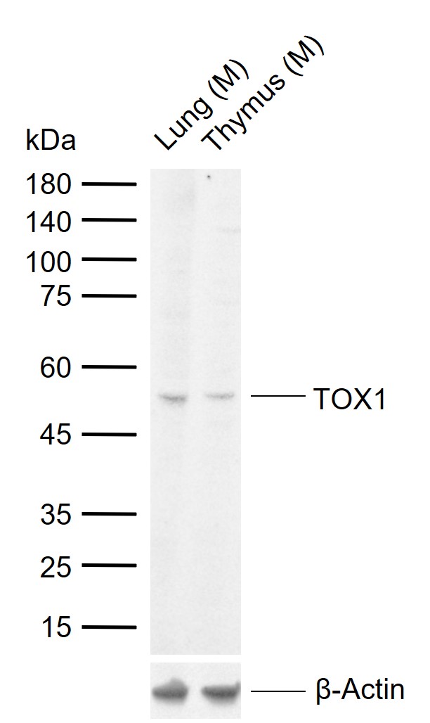 TOX1 Rabbit pAb (一抗) | Bioss