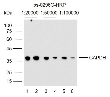 辣根过氧化物酶标记的羊抗小鼠IgG H&L