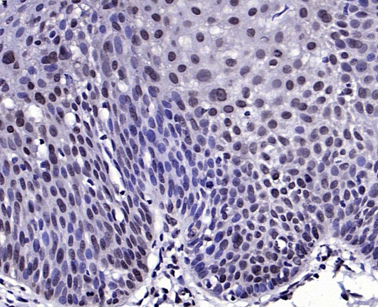 细胞周期基因1蛋白抗体-bs-2812R