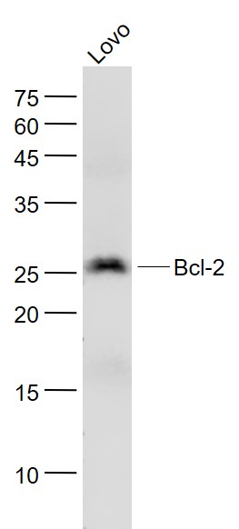 Bcl-2 Mouse mAb (一抗) - WB | Bioss