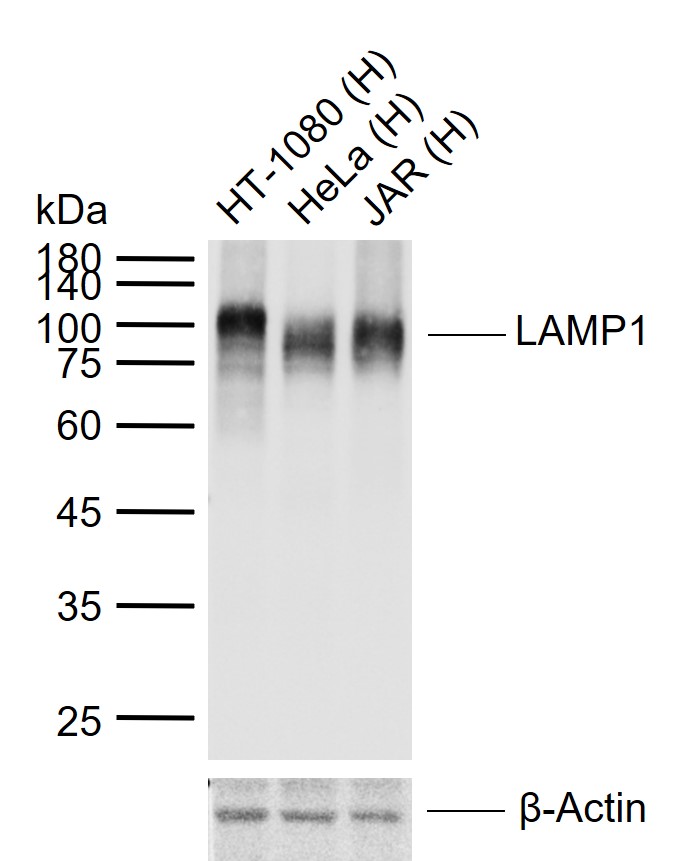 LAMP1 Rabbit pAb (一抗) - WB,IHC-P,IHC-F,Flow-Cyt,ICC/IF,IF | Bioss