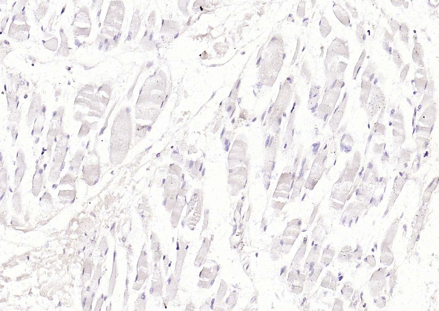 细胞角蛋白18单克隆抗体-bsm-33103M