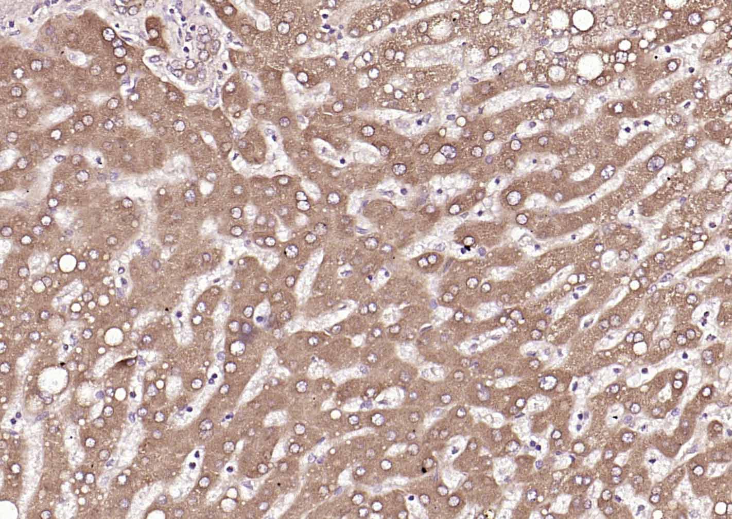 蛋白质二硫键异构酶重组小鼠单抗-bsm-60312M