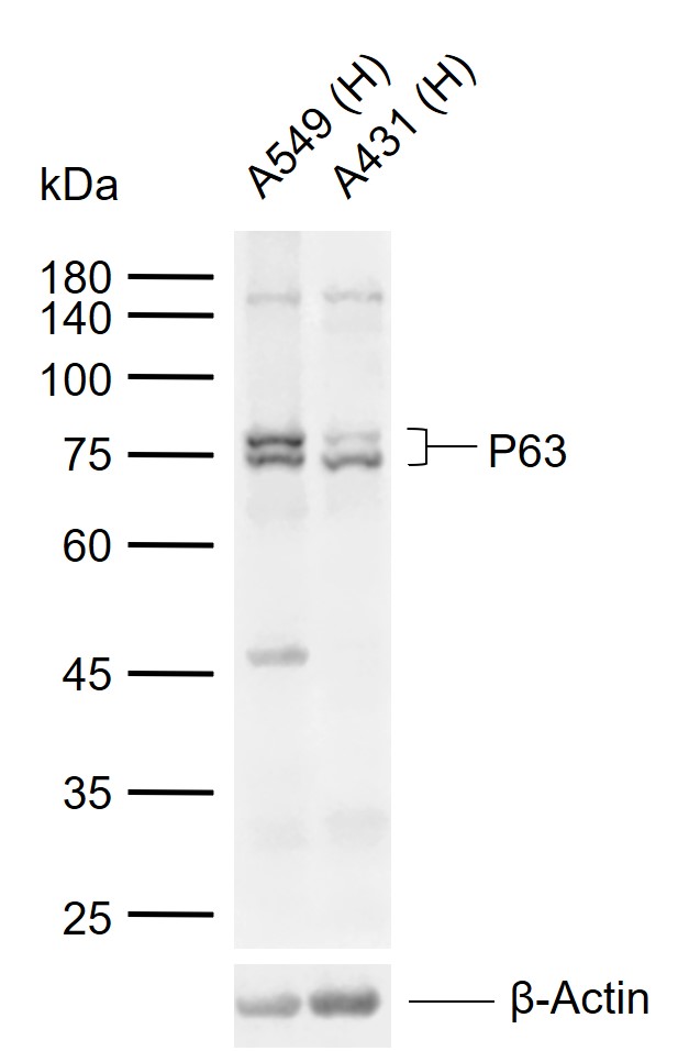 P63 Mouse mAb (一抗) - WB,Flow-Cyt | Bioss