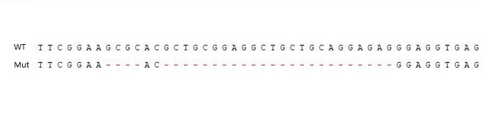 EGFR基因敲除Hela细胞(Pool)-K004-5-3P
