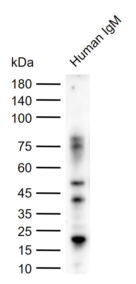 辣根过氧化物酶标记的羊抗人IgM