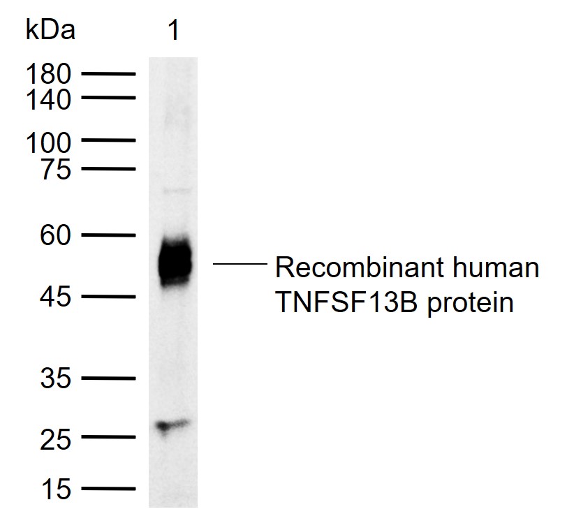 TNFSF13B Rabbit pAb (一抗) | Bioss