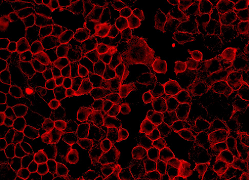 BF555标记的羊抗小鼠IgG H&L