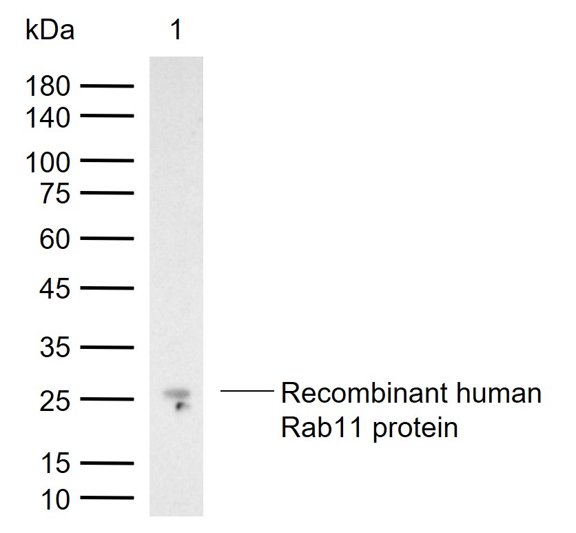 Rab11A Rabbit pAb (一抗) | Bioss
