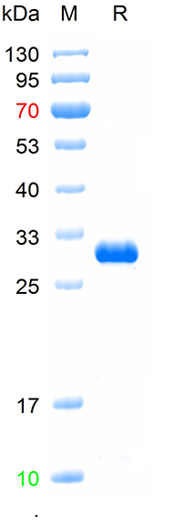 Recombinant EYFP protein, His (重组蛋白) | Bioss
