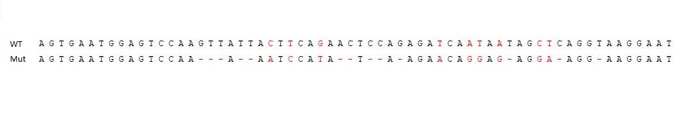 IL7 receptor alpha基因敲除Hela细胞（Pool）-K016-1-2P