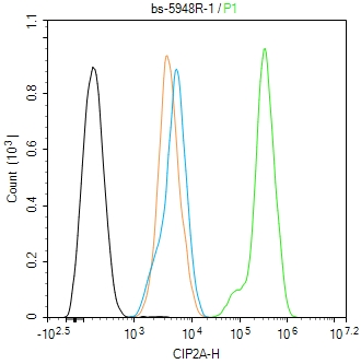 CIP2A/p90 Autoantigen Rabbit pAb (一抗) | Bioss