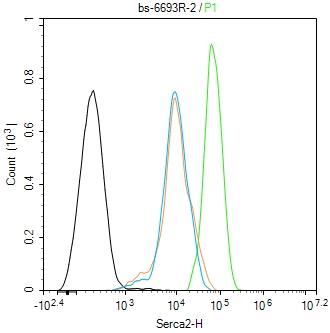 肌浆/内质网钙ATP酶2抗体-bs-6693R