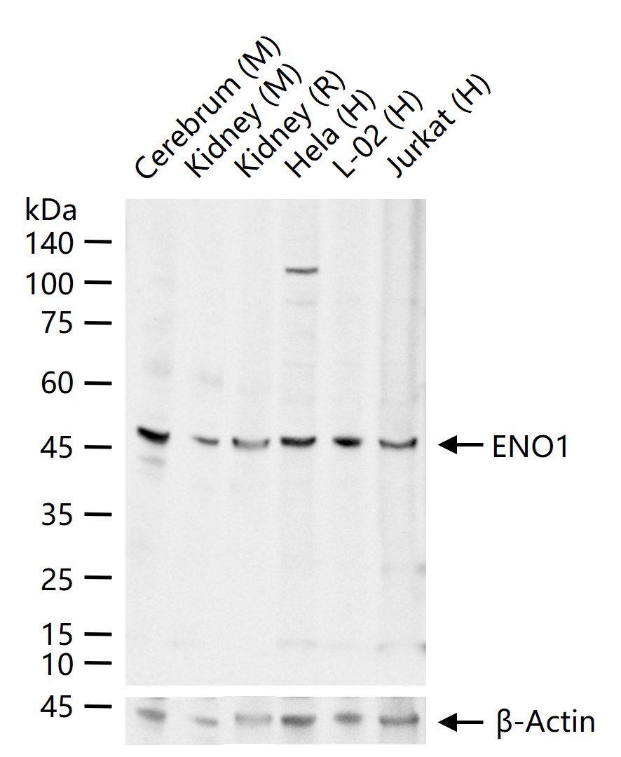 MYC启动子结合蛋白1抗体-bs-3978R