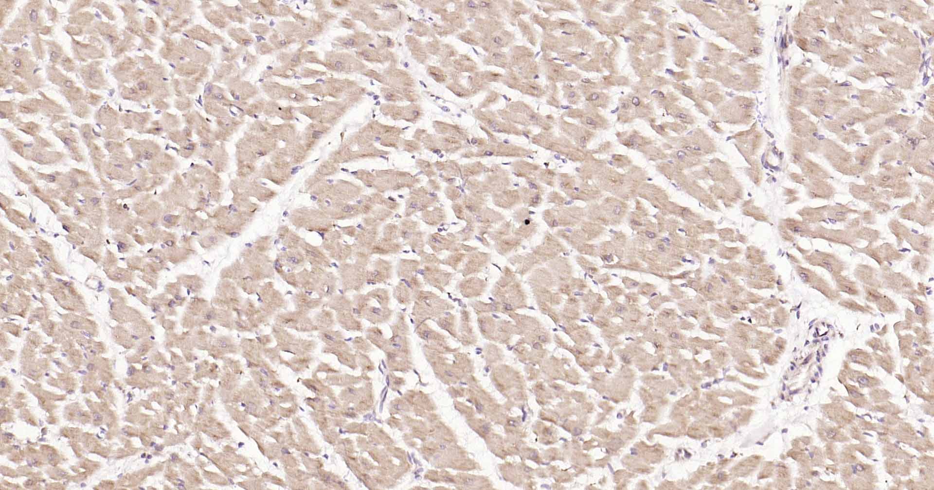 GADD153抗体-bs-20669R