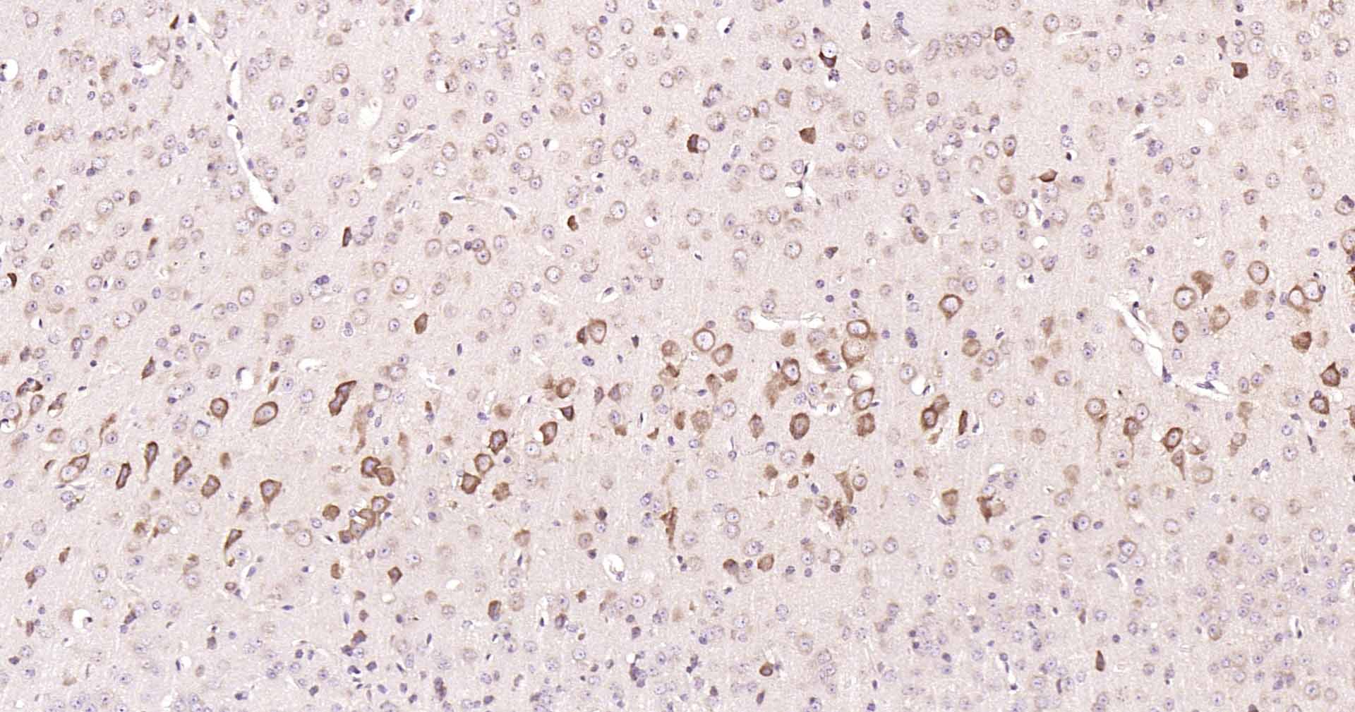 GADD153抗体-bs-20669R