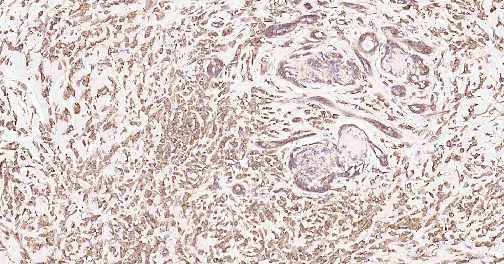 GADD153抗体-bs-20669R