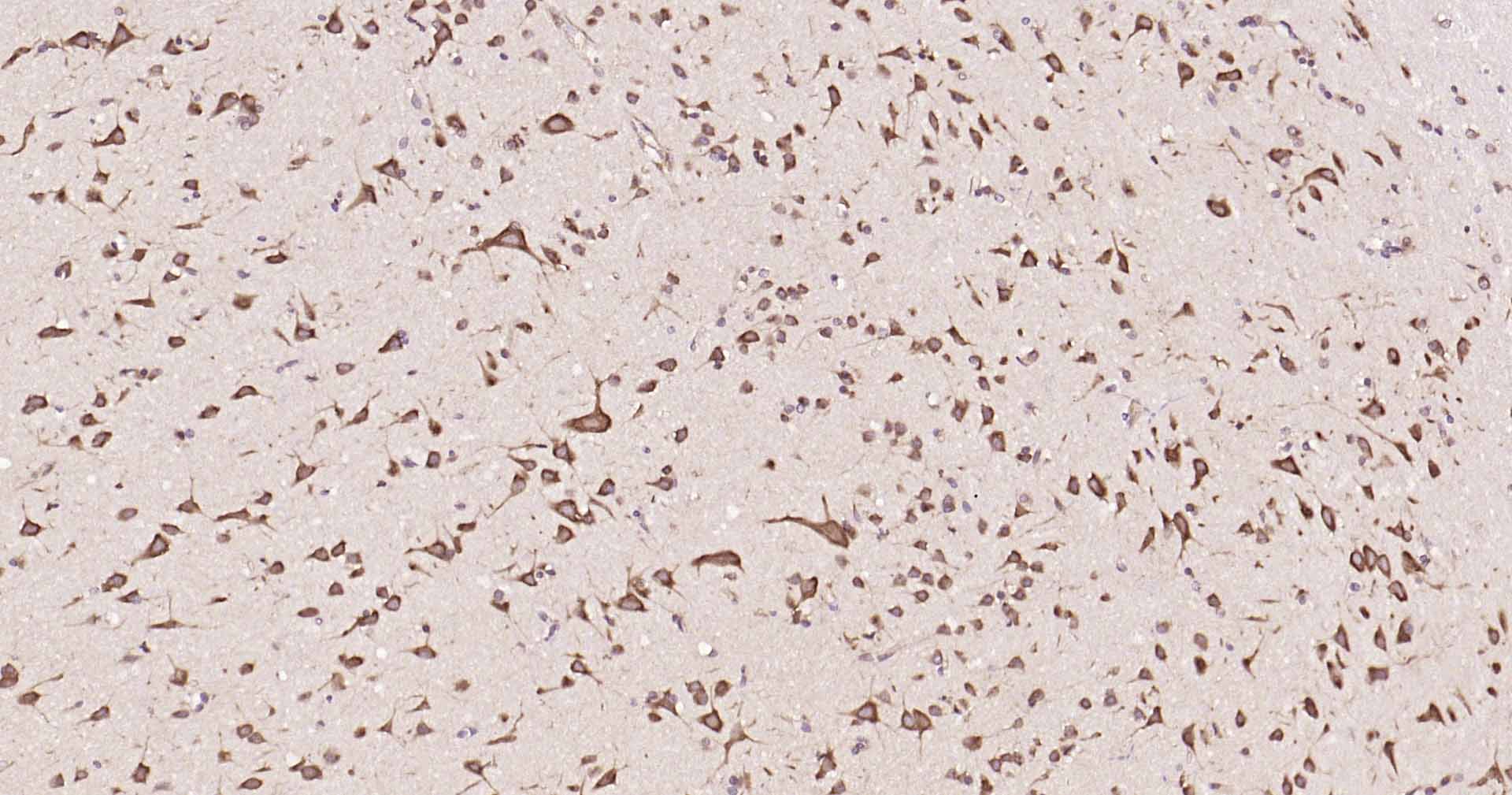 GADD153抗体-bs-20669R