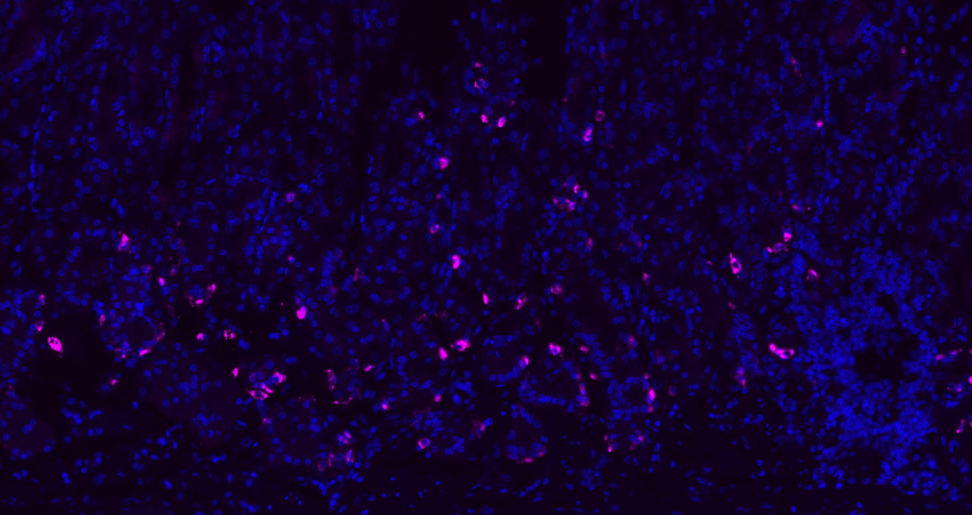 Cy5标记的驴抗兔IgG H&L