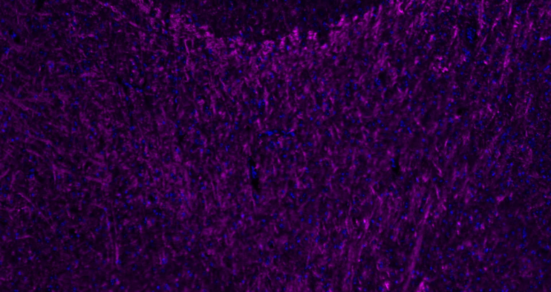 Cy5标记的驴抗兔IgG H&L