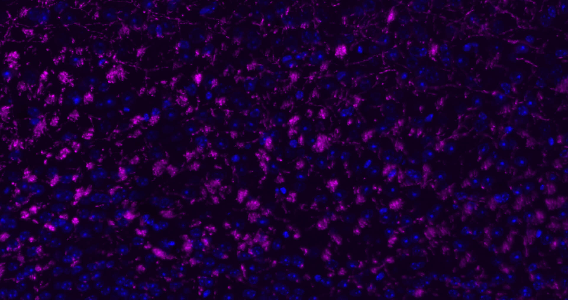 Cy5标记的驴抗兔IgG H&L