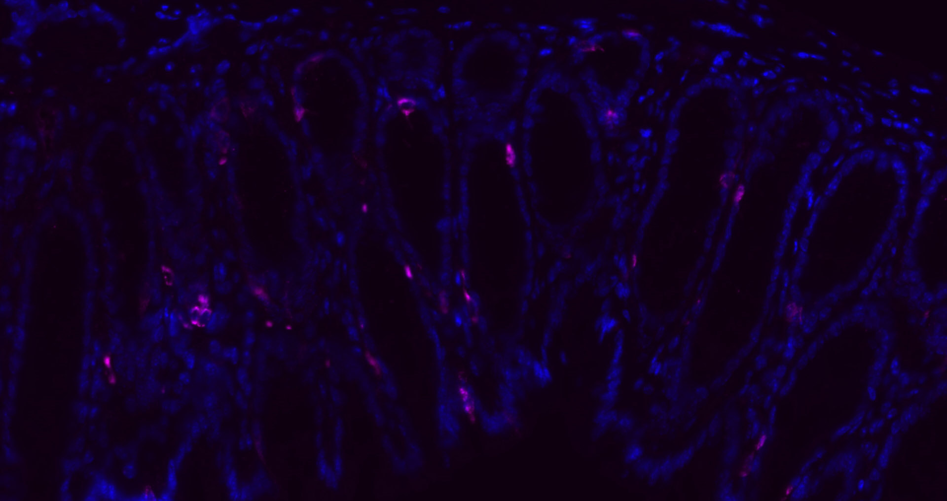 Cy5标记的驴抗兔IgG H&L