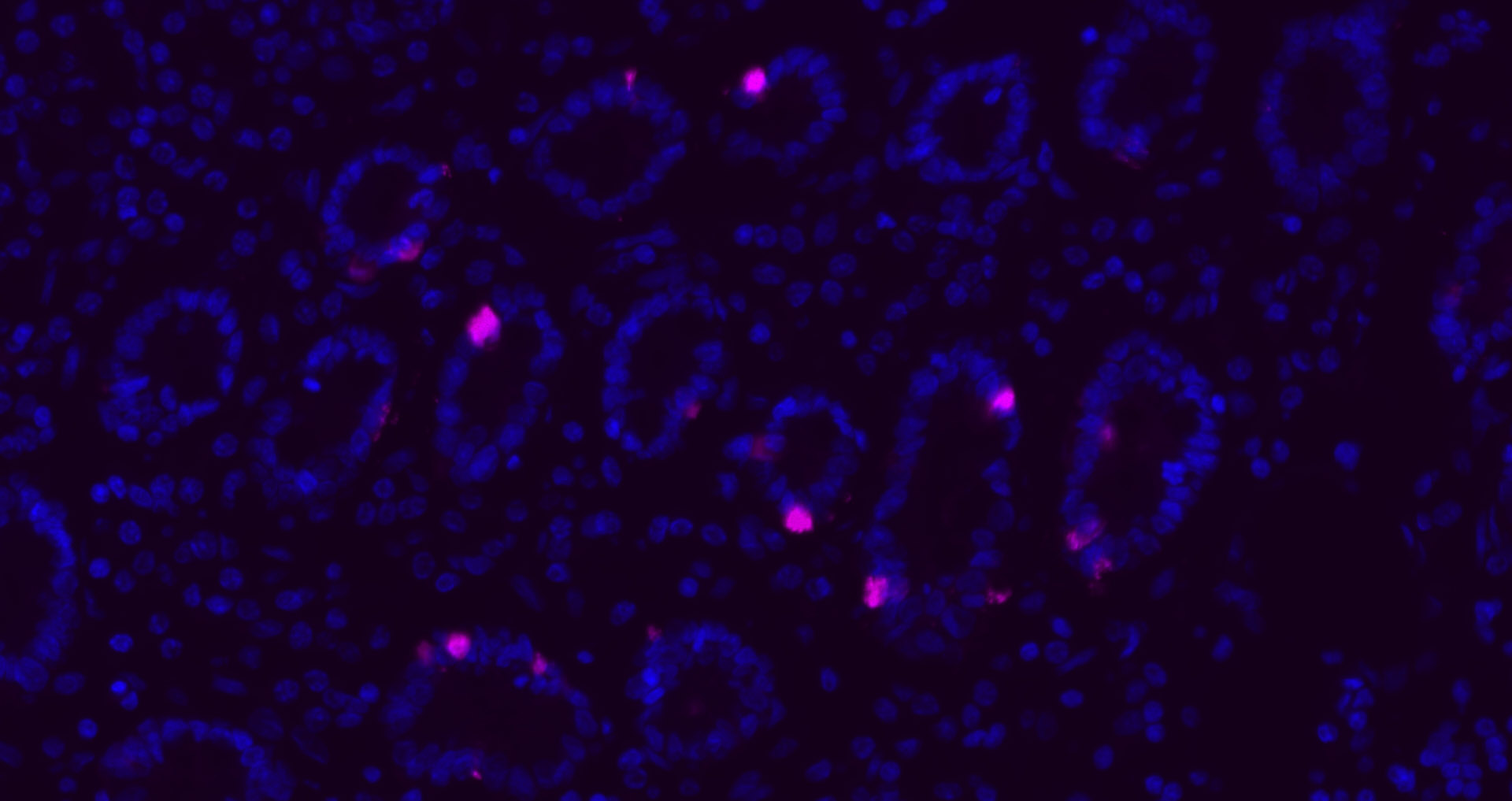 Cy5标记的驴抗兔IgG H&L