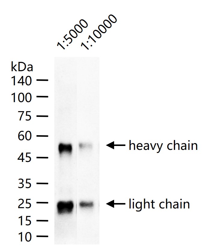辣根过氧化物酶标记的小鼠抗羊IgG H&L