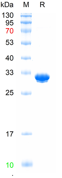 Recombinant EBFP protein, His (重组蛋白) | Bioss