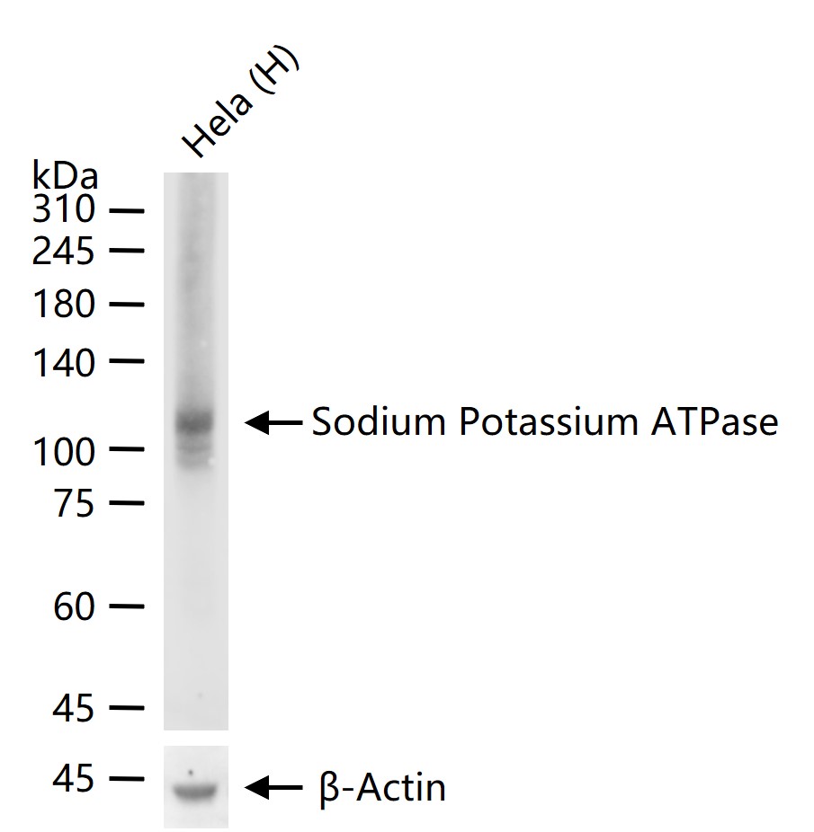 钠钾ATP酶蛋白a1重组兔单抗