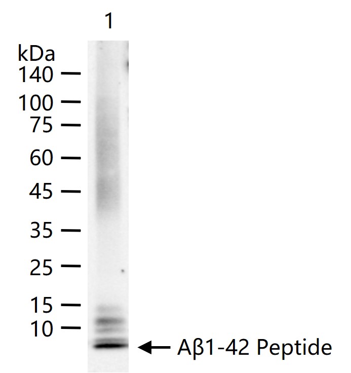 beta-Amyloid(1-42) Mouse mAb (一抗) - WB,IHC-P,IHC-F,IF | Bioss