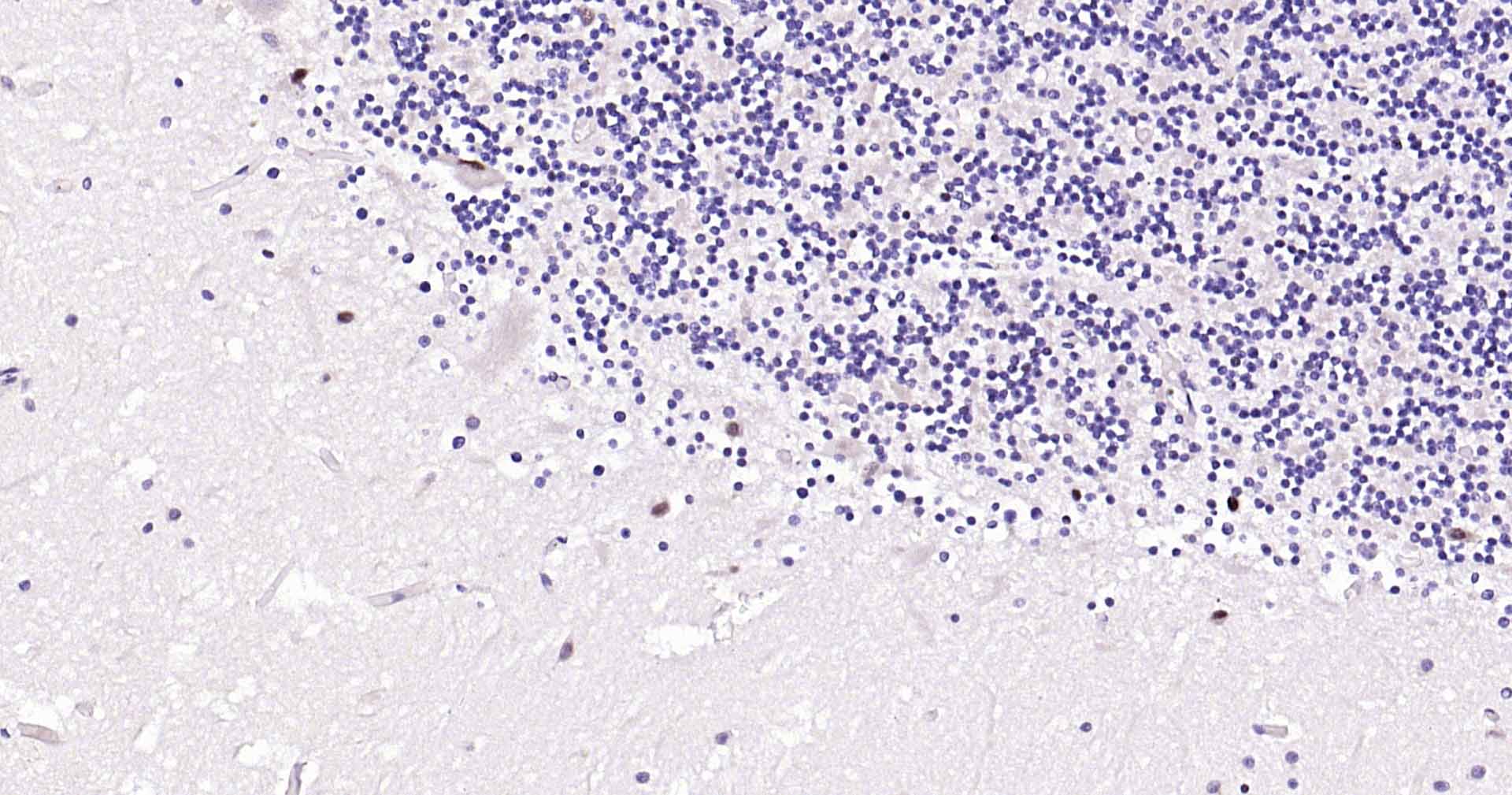 转录因子SOX-1重组兔单抗-bsm-54625R