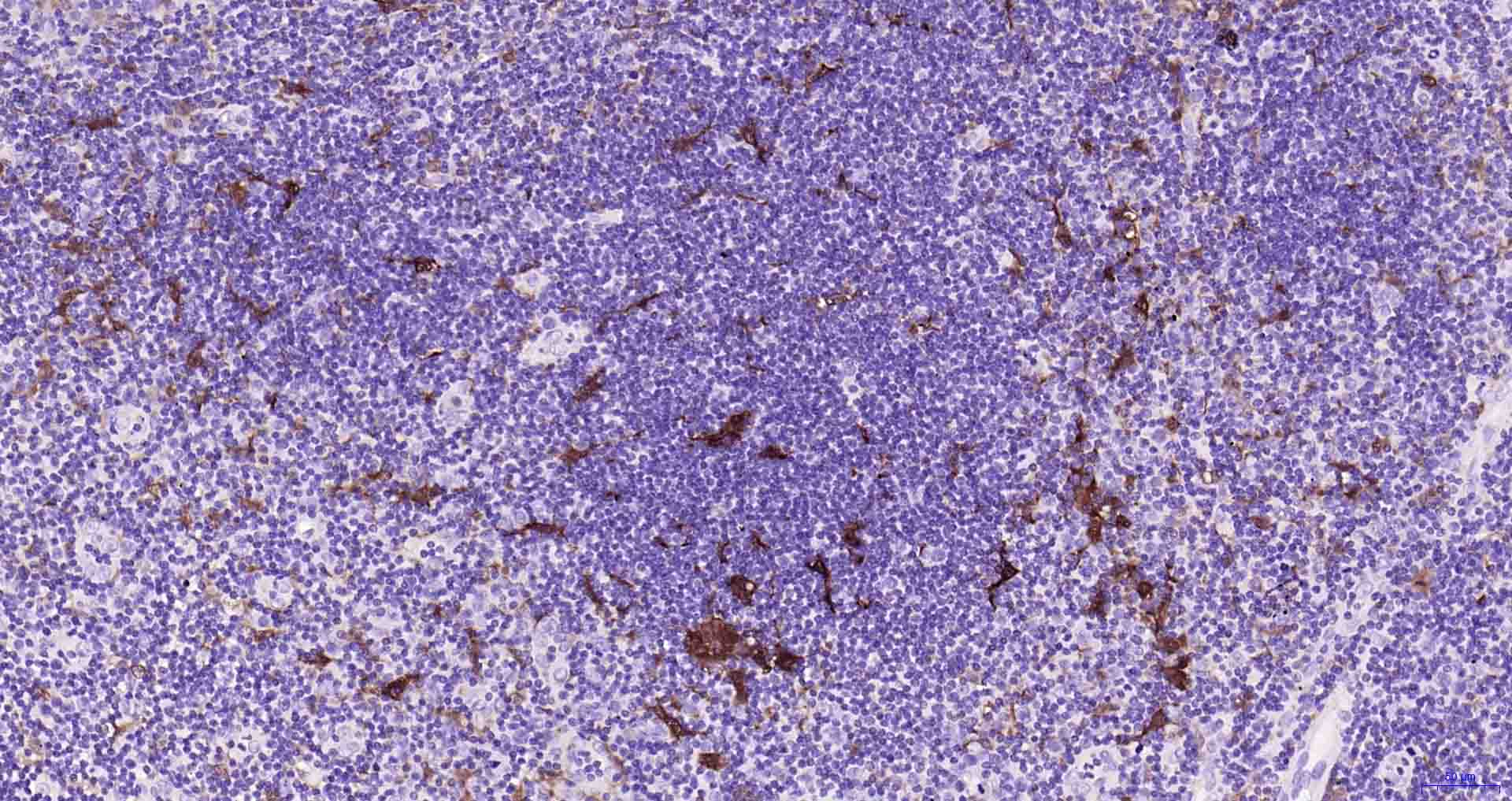 MERTK重组兔单抗