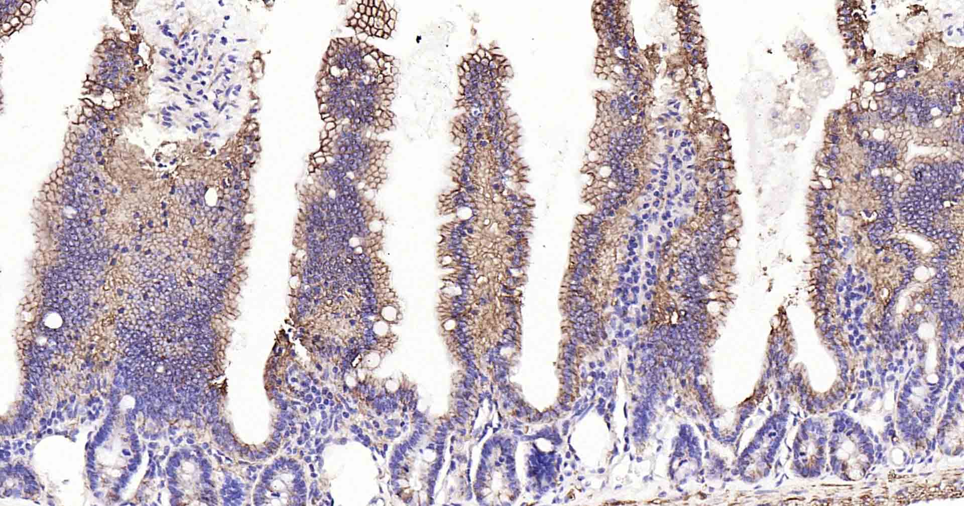 钠钾ATP酶蛋白a1重组兔单抗