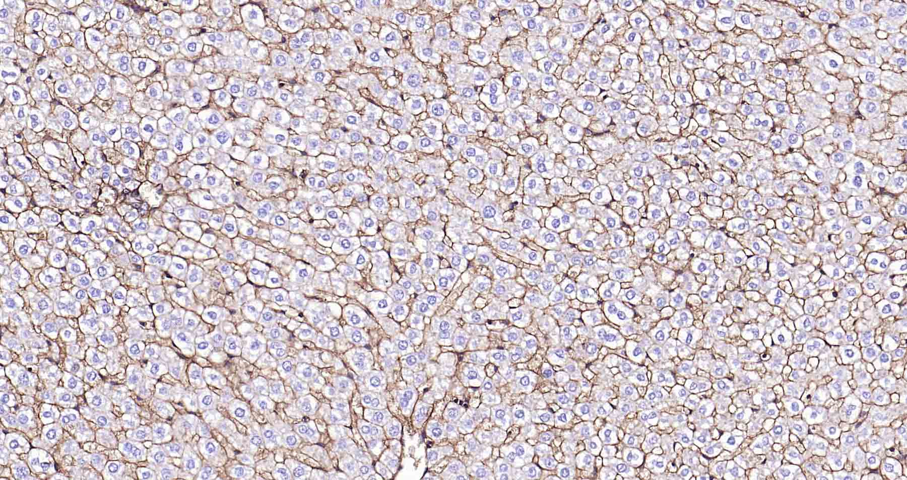 钠钾ATP酶蛋白a1重组兔单抗