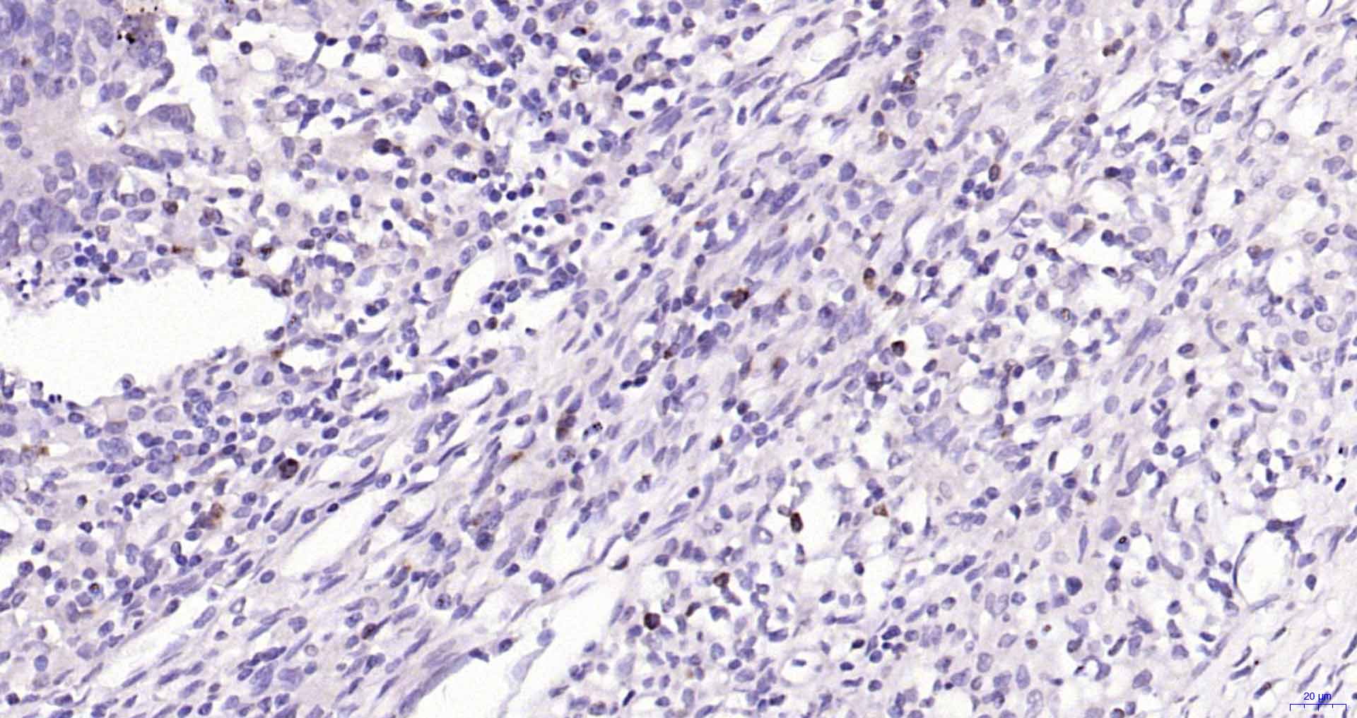 颗粒酶B重组兔单克隆抗体
