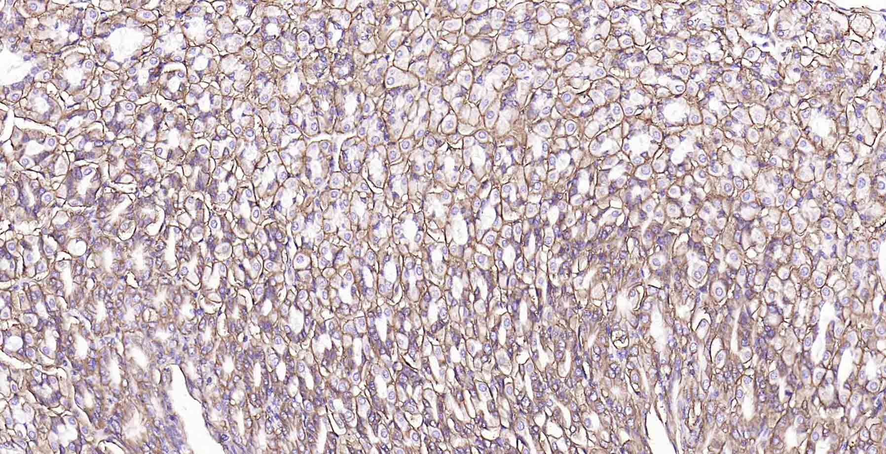 钠钾ATP酶蛋白a1重组兔单抗