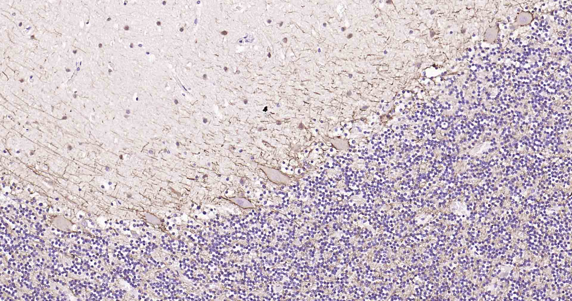 微管相关蛋白重组兔单抗