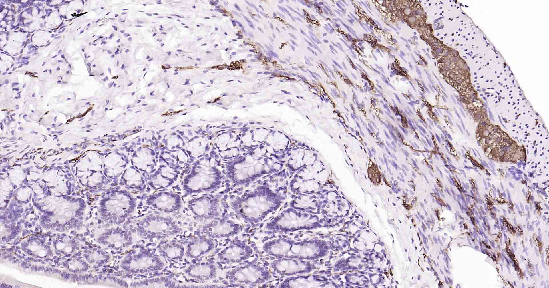 微管相关蛋白重组兔单抗