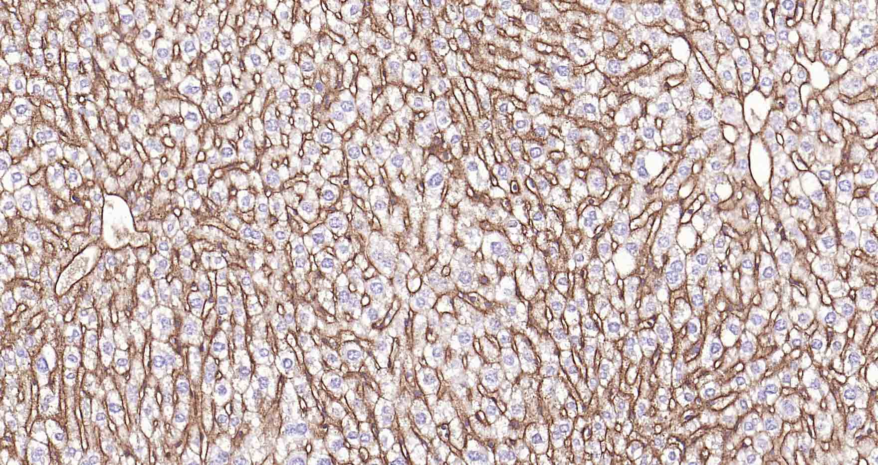 钠钾ATP酶蛋白a1重组兔单抗
